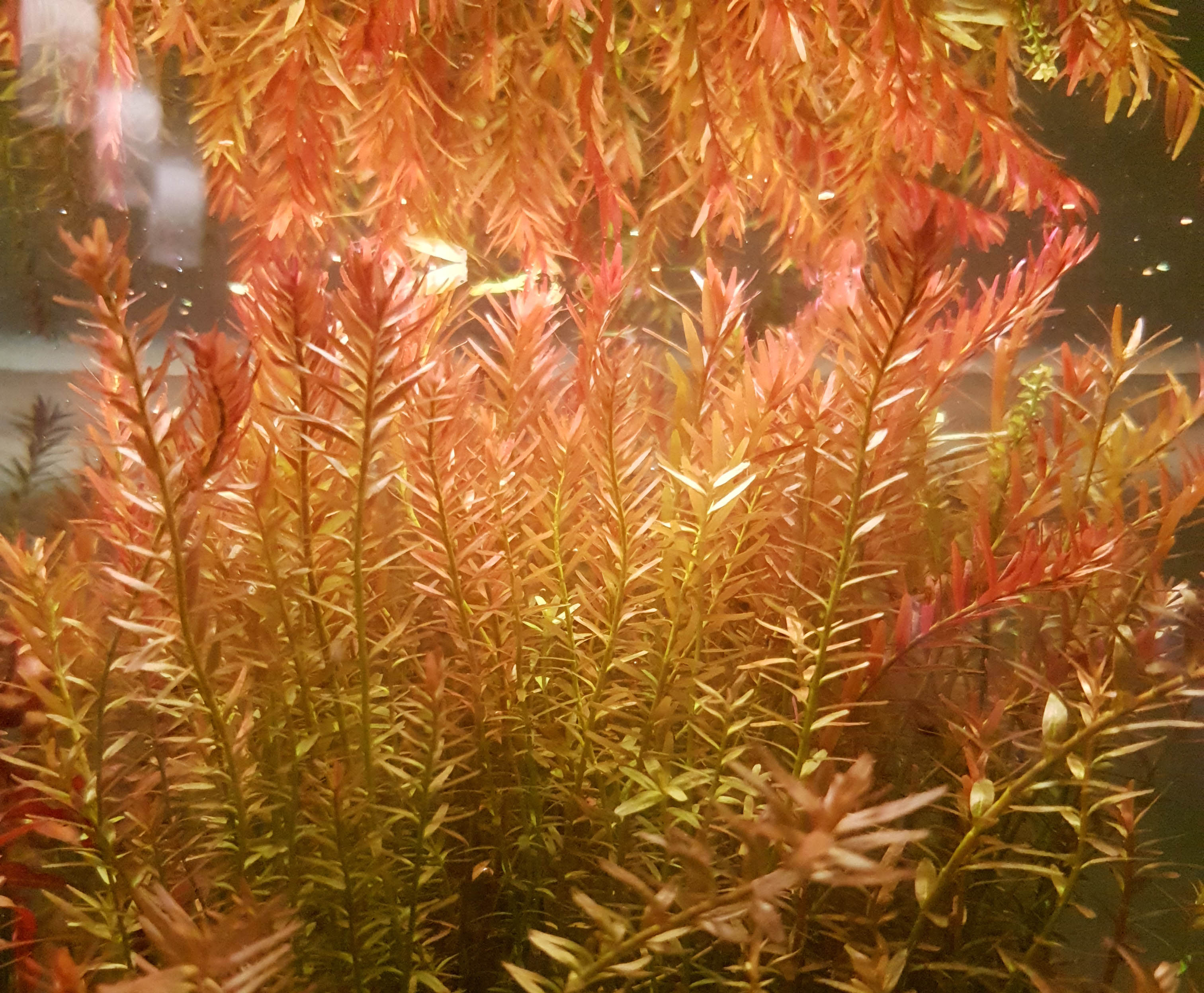 rotala rotundifolia piante pianta acquario vere vive
