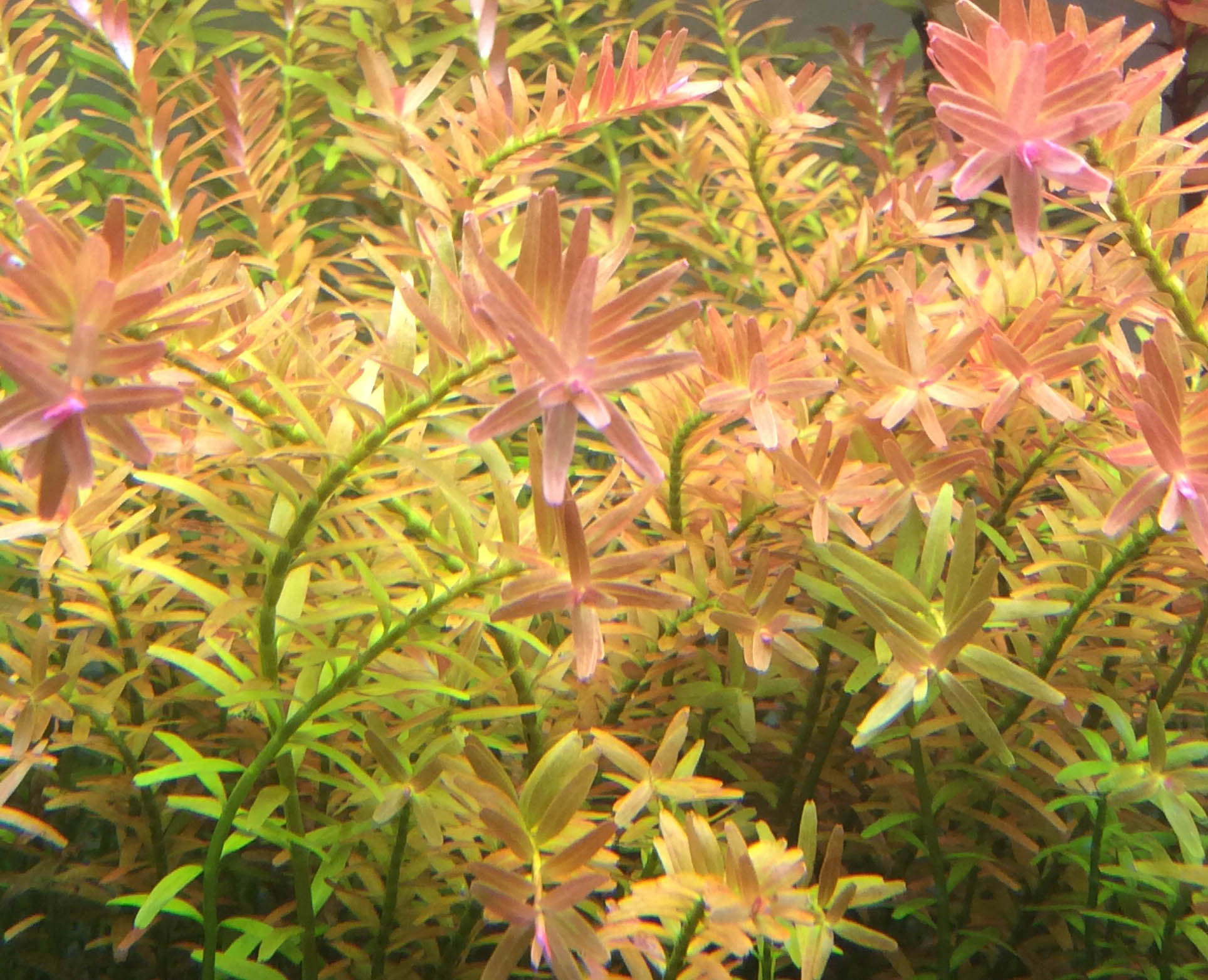 rotala rotundifolia piante pianta acquario vere vive