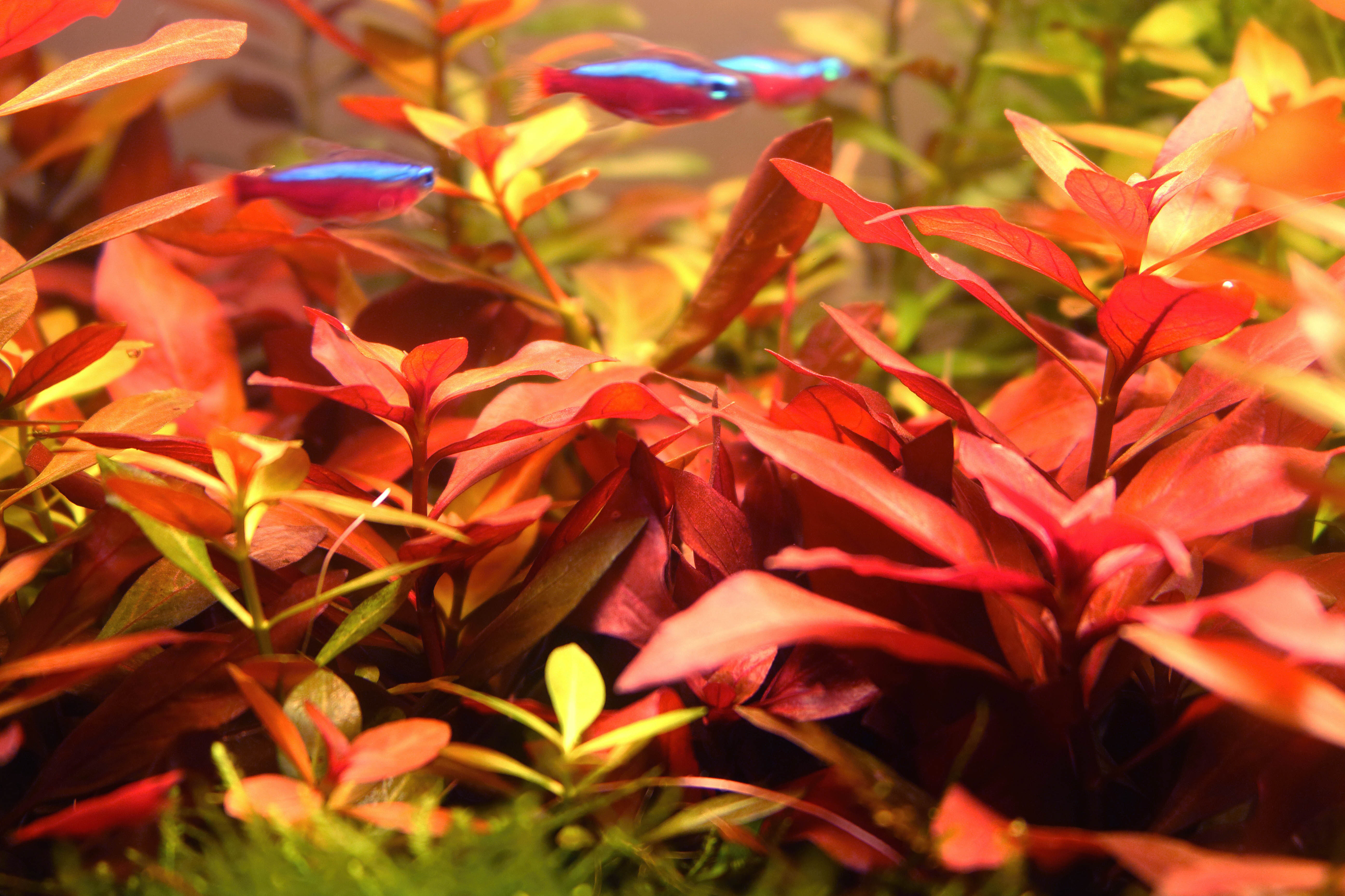 Mix 5 Piante Acquario Bloomique - Ludwigia, Hygrophila, Eleocharis, Lobelia, Cryptocoryne, Alte 5-20 Cm, Depurative
